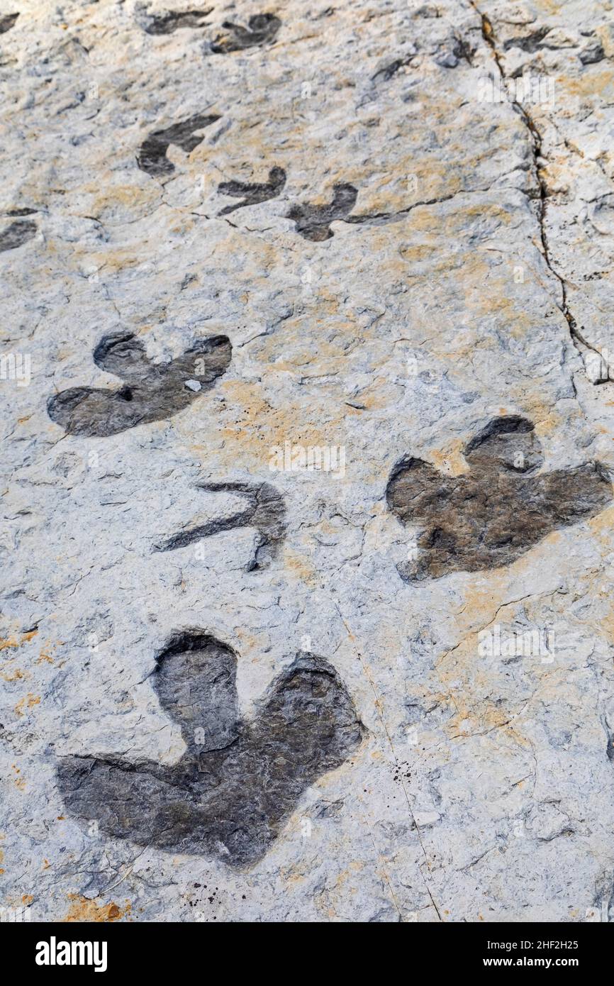 Morrison, Colorado - Dinosaur Ridge. Besucher können Hunderte von Dinosaurierspuren entlang des Bergrückens sehen, westlich von Denver. Die Spuren von Entenschnabel Stockfoto