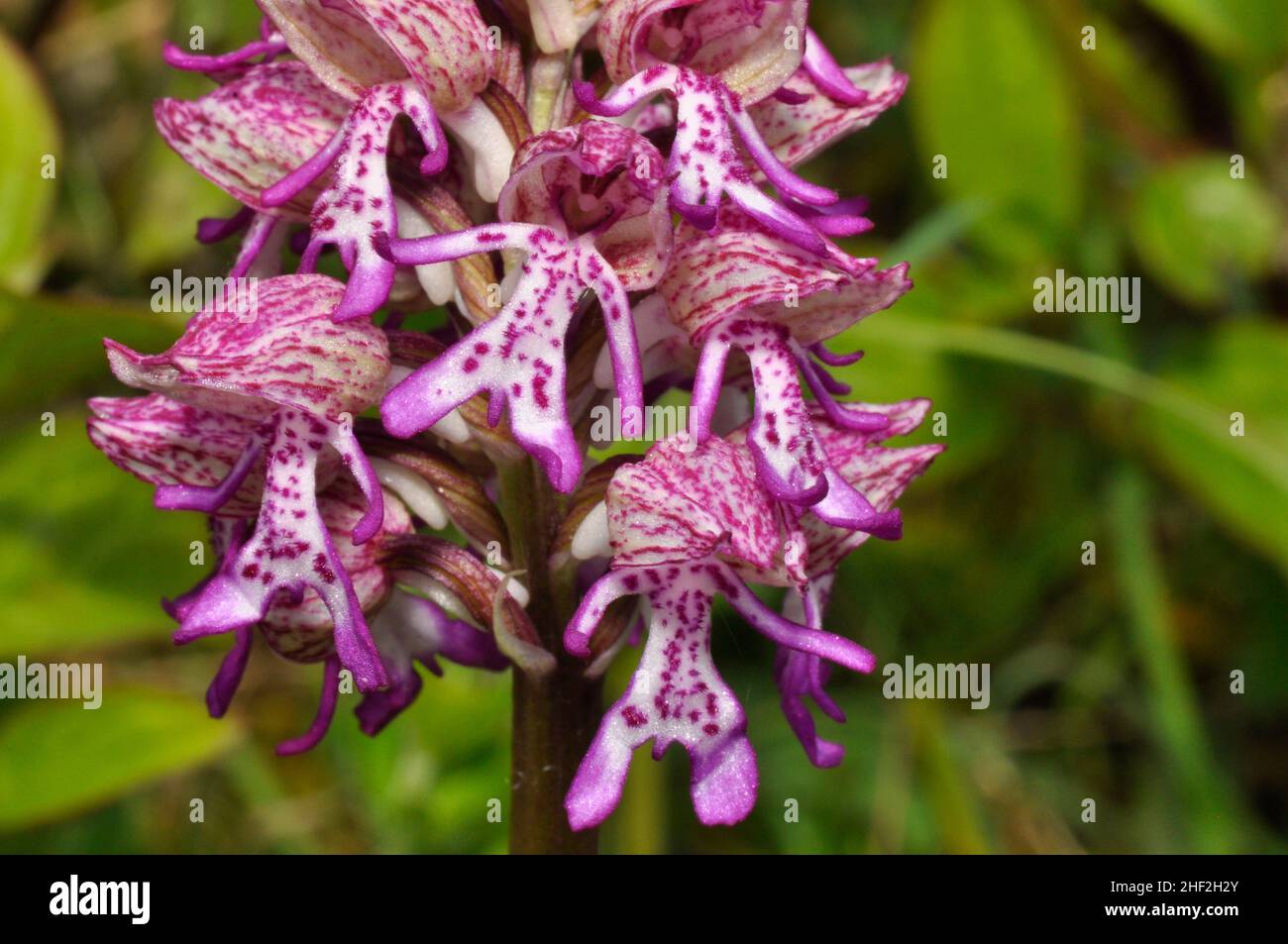Lady/Monkey Hybrid Orchid, selten, geschützt, Blume, Hartslock Reserve, Goring, Oxfordshire, Großbritannien Stockfoto