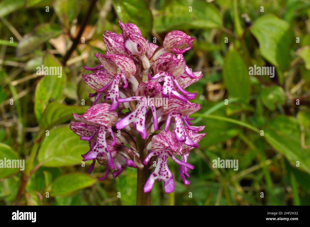 Lady/Monkey Hybrid Orchid, selten, geschützt, Blume, Hartslock Reserve, Goring, Oxfordshire, Großbritannien Stockfoto