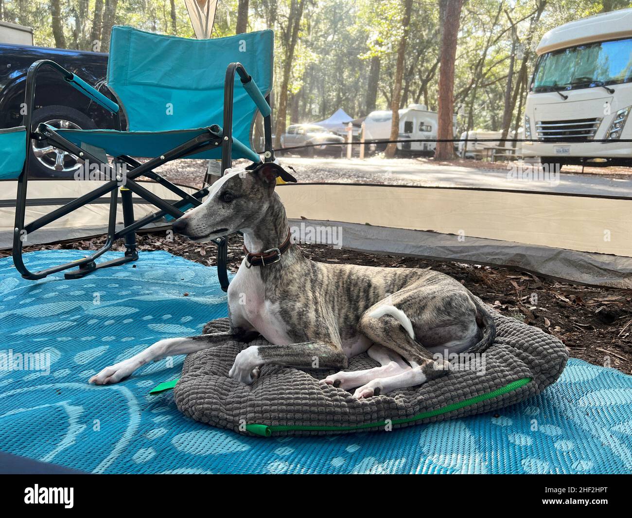 Ein Whippet, der seinen Campingplatz auf Jekyll Island, Georgia, USA, genießt, einem ruhigen, langsamen Reiseziel im Süden der Vereinigten Staaten. Stockfoto