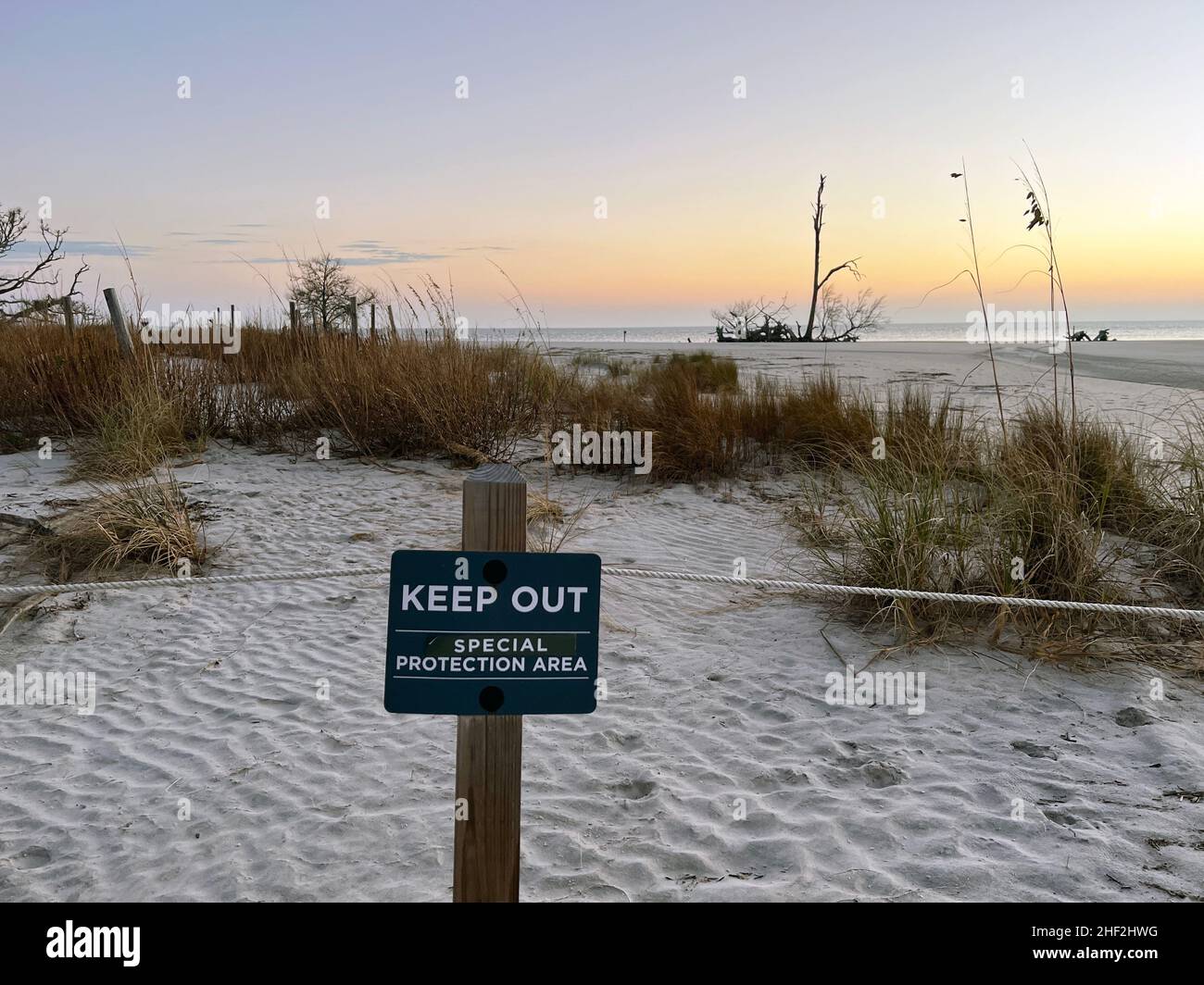Ein ausgedehnter Strand ist für den Menschen uneinholbar, während die Natur das zurückgewonnenen Gebiet in der Nähe des Driftwood Beach, Jekyll Island, Georgia, USA, wiederherstellt. Stockfoto