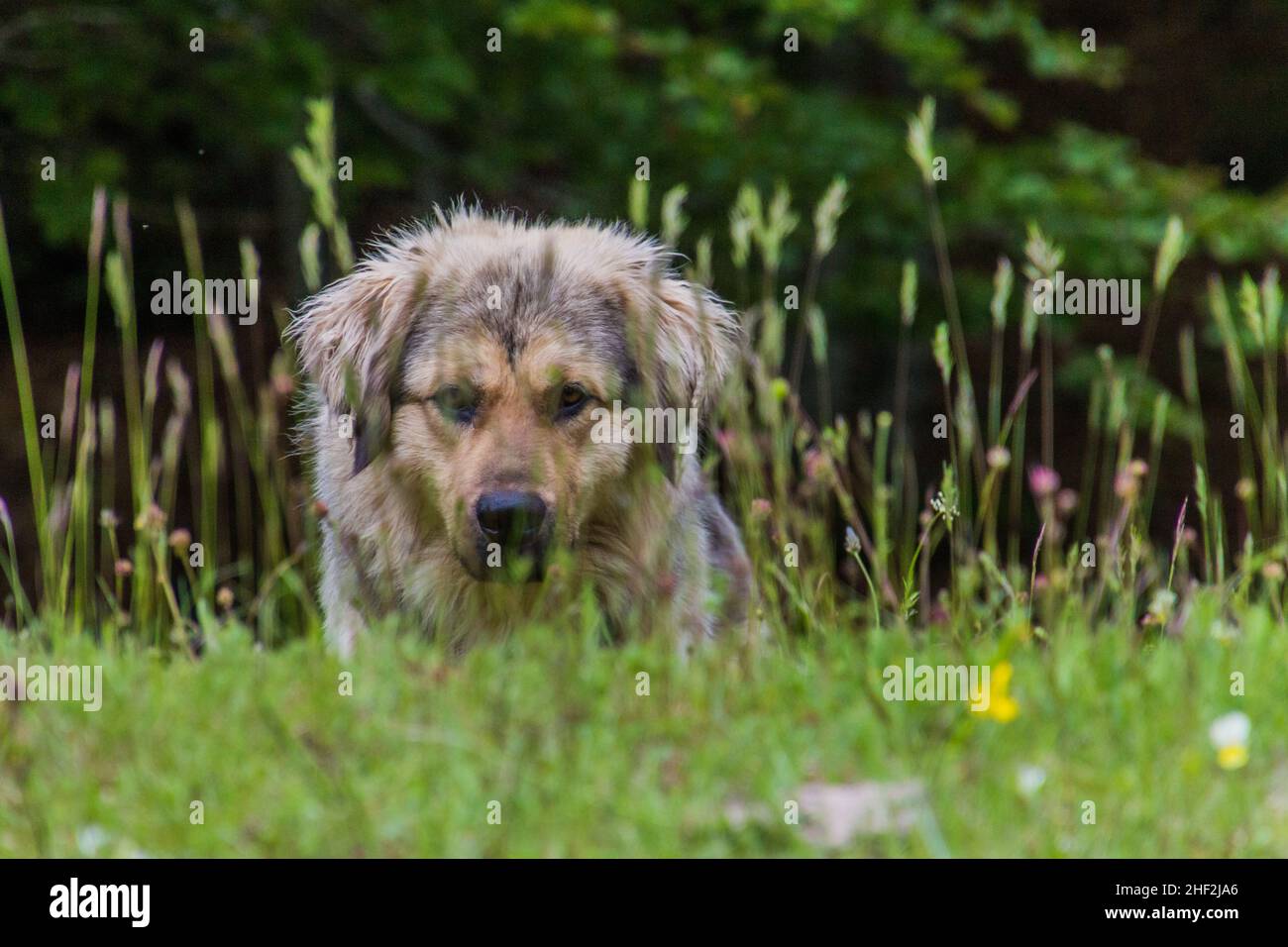 Hund auf einer Wiese im Lovcen Nationalpark, Montenegro Stockfoto