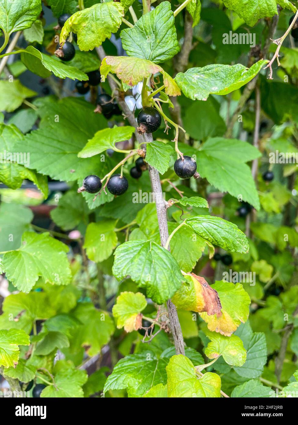 Schwarze Johannisbeere (Ribes nigrum) ist ein Laubstrauch aus der Familie der Grossulariaceae, der wegen seiner essbaren Beeren angebaut wird. Sie ist in den gemäßigten Teilen von Centra beheimatet Stockfoto