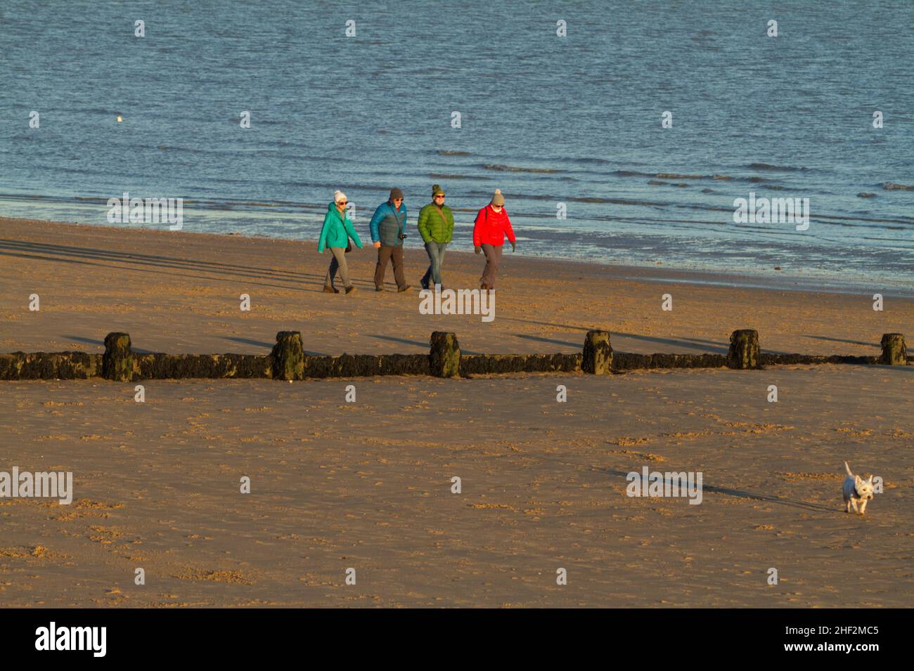 Wandern am Strand von Frinton on Sea, Essex mit einem West Highland Terrier Hund Stockfoto