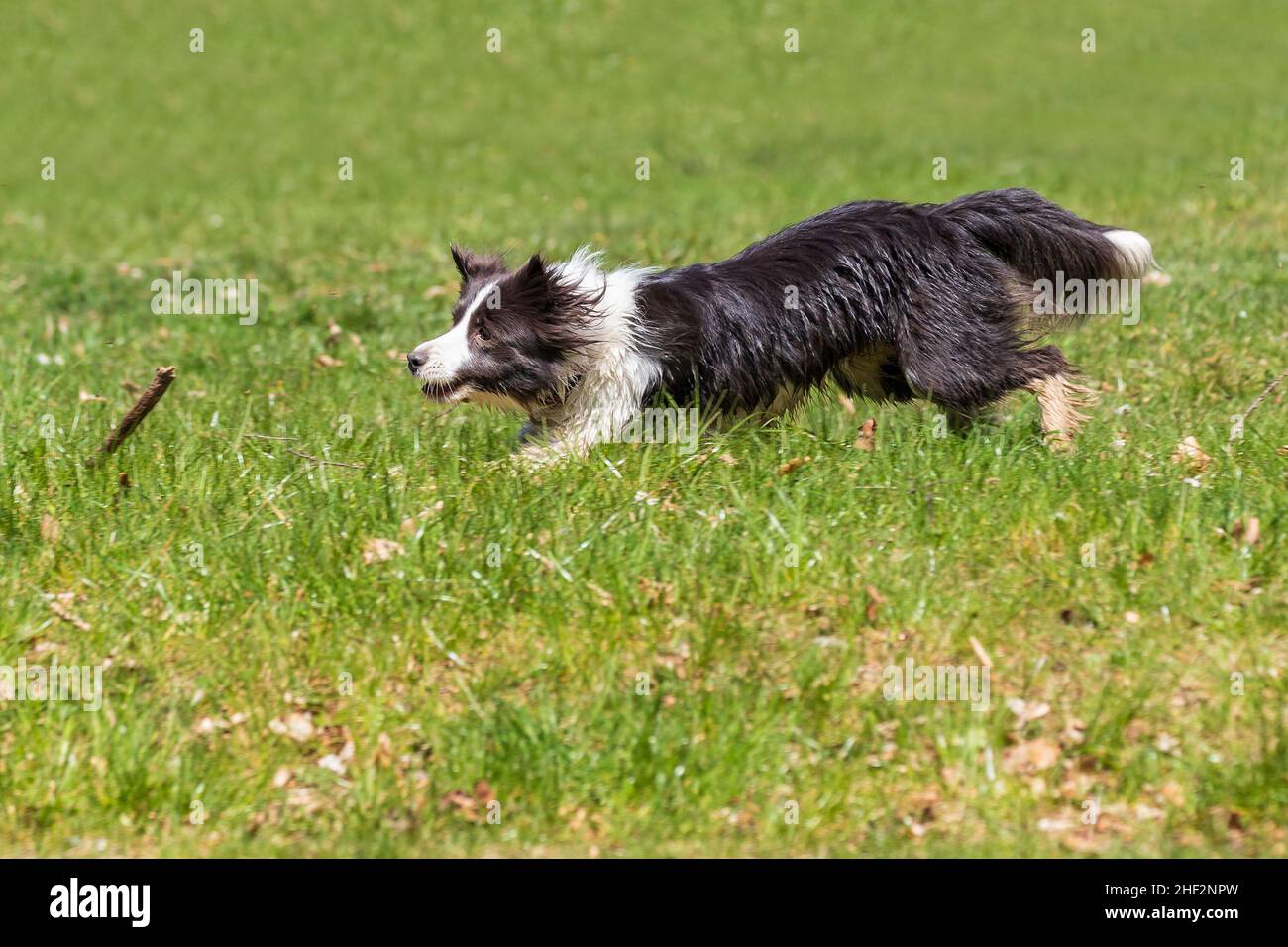 Border Collie läuft bei sonnigem Wetter auf einem grünen Rasen. Stockfoto
