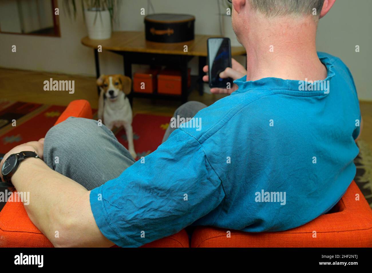 Porträt eines Mannes und eines niedlichen Beagle-Hundes. POV von glücklichem Hundebesitzer und Welpe Beagle Hund im Wohnzimmer. Authentisches Bild. Keine Stock-Bilder. Stockfoto
