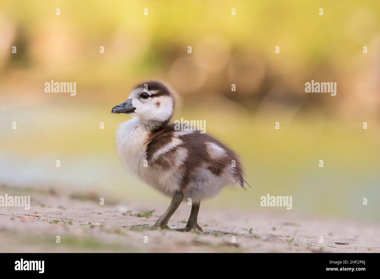 Eine sehr kleine Ente geht über eine Wiese. Das Foto hat einen hellen Hintergrund und ein schönes Bokeh. Stockfoto