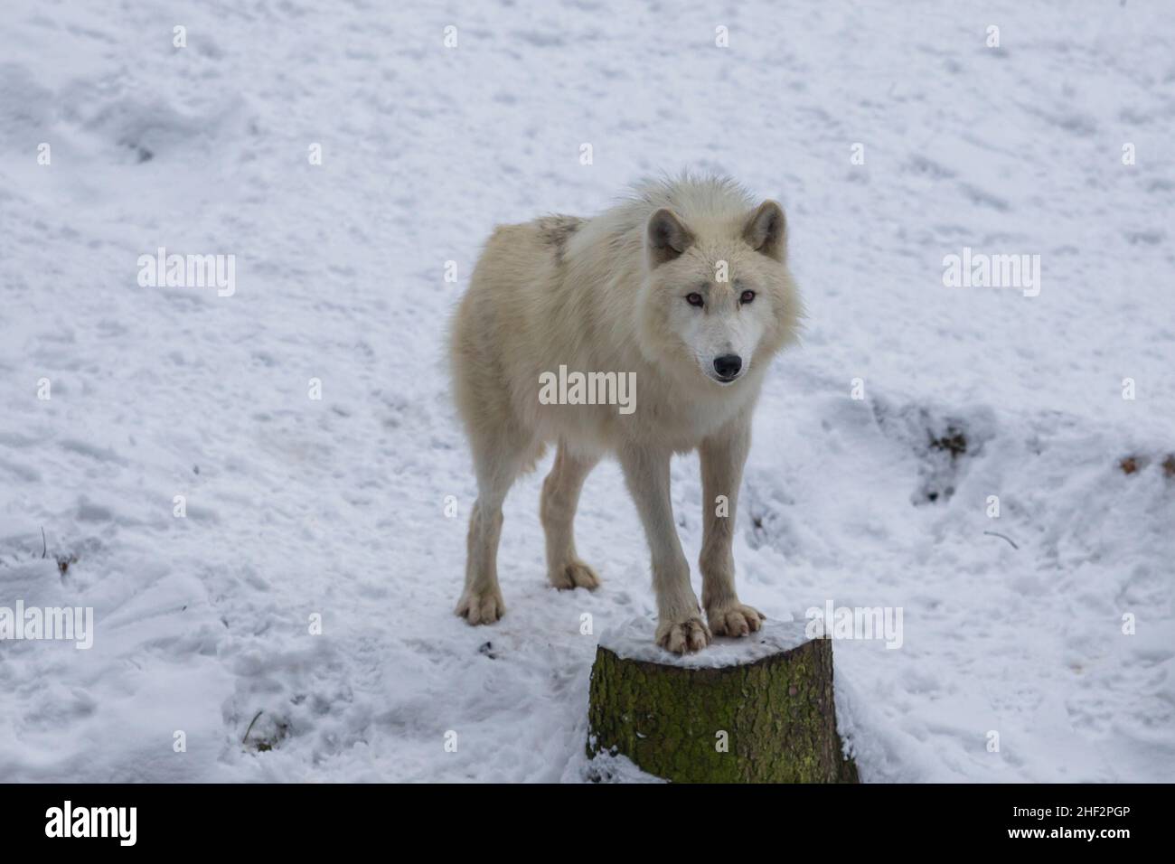 Arktischer Wolf im Winter auf Schnee Stockfoto