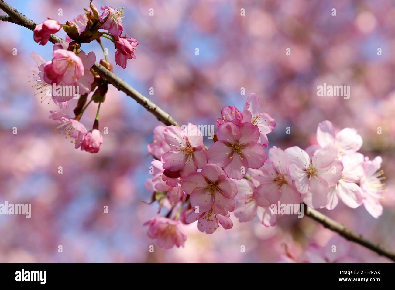 Rosa Sakura blüht an einem Ast an sonnigen Tagen. Kirschblüte im Frühlingsgarten auf blauem Himmel Hintergrund Stockfoto