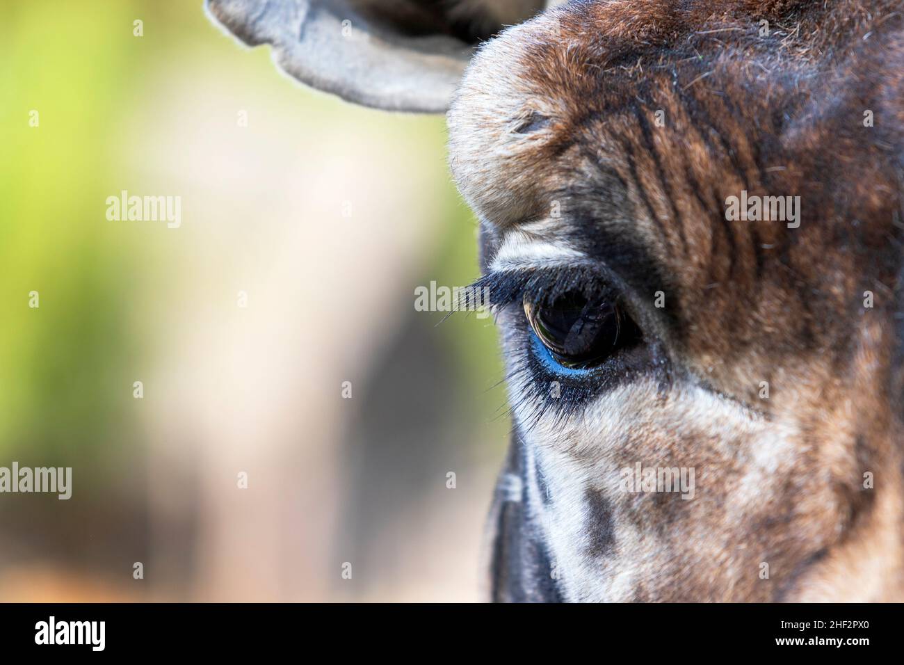 Rothschilds Giraffe - Giraffa camelopardalis rothschildi - Kopfportrait Stockfoto