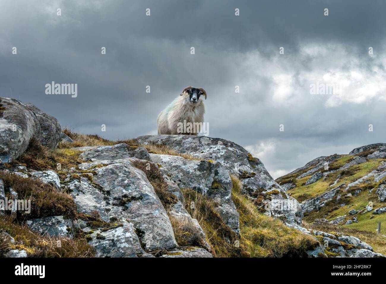 Ein einzelnes schottisches Schwarzgesicht-Schaf, das von einem felsigen Hügel, Isle of Lewis, Schottland, Großbritannien, herabblickt Stockfoto