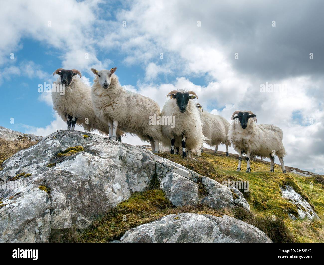 Eine Schar schottischer Schafe, die von einem felsigen Hügel, Isle of Lewis, Schottland, Großbritannien, herabblicken Stockfoto