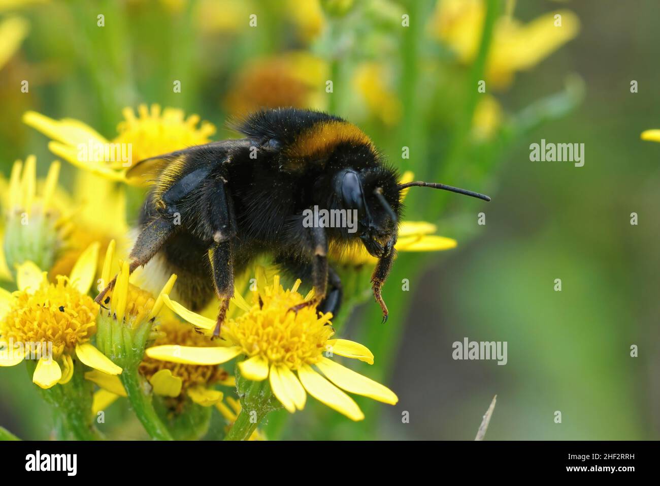 Nahaufnahme einer flauschigen schwarzen behaarten Königin-Bufftailed-Hummel Bombus terrestris, die auf gelben Blüten der Senecia jacobaea sitzt Stockfoto