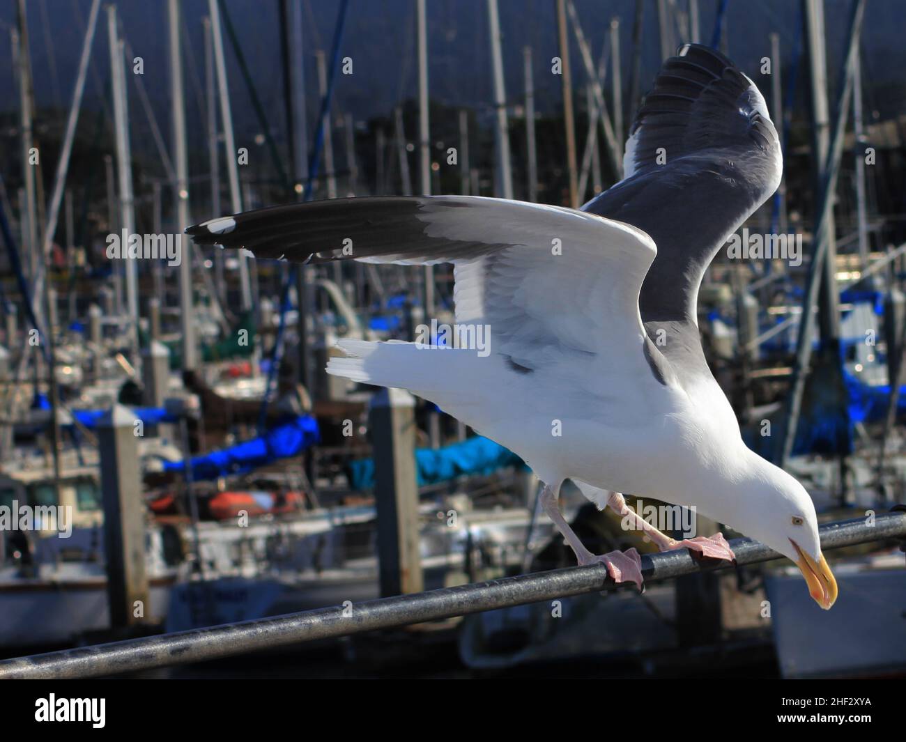 Konzentrieren Sie sich auf einone Möwen, die auf einer Schiene landen Stockfoto
