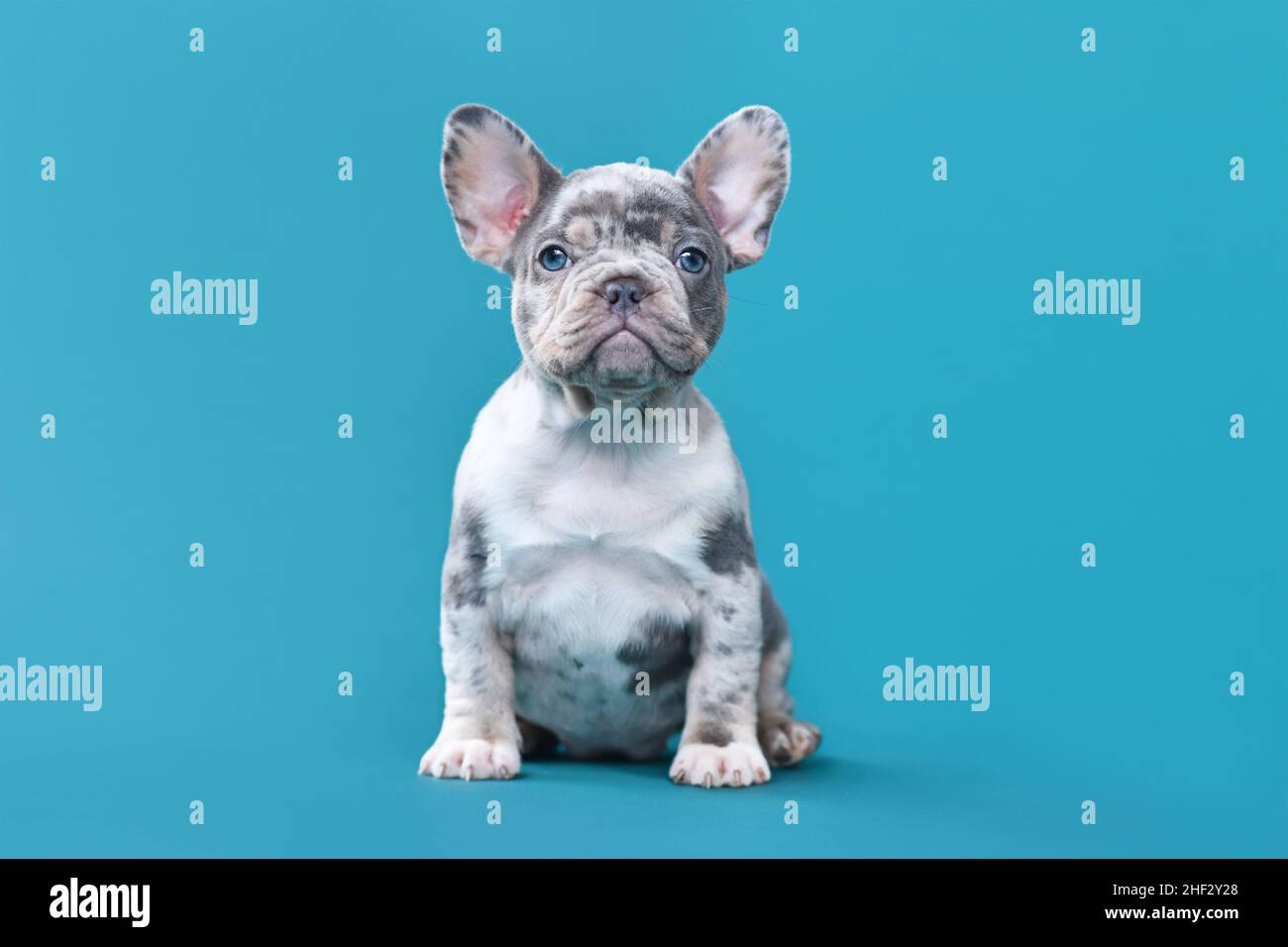 Merle Französisch Bulldog Hund Welpen sitzt vor blauem Hintergrund Stockfoto