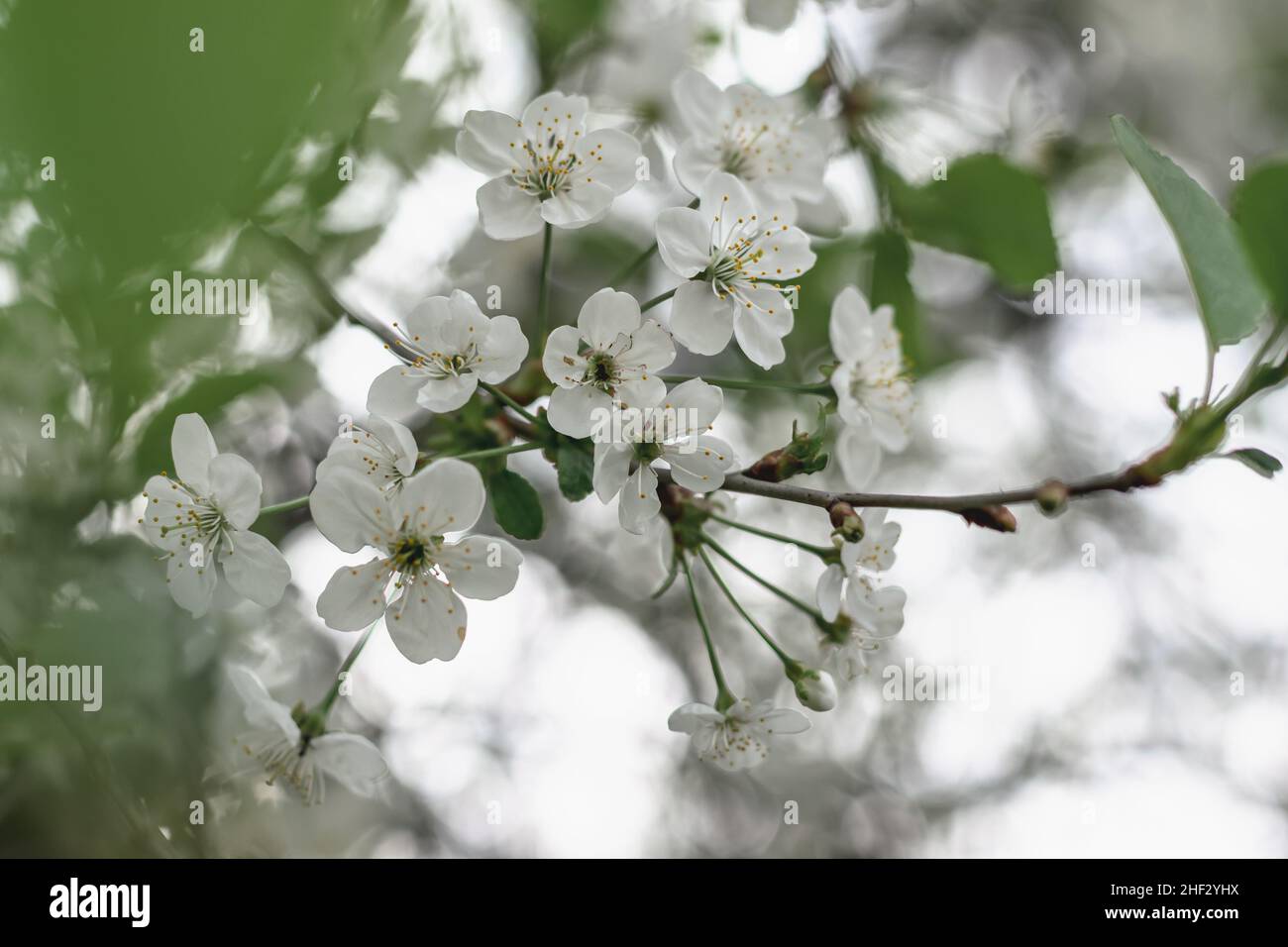 Weiße, luftige Blüten eines blühenden Kirschbaums. Frühjahrsblüte. Horizontales Foto. Stockfoto