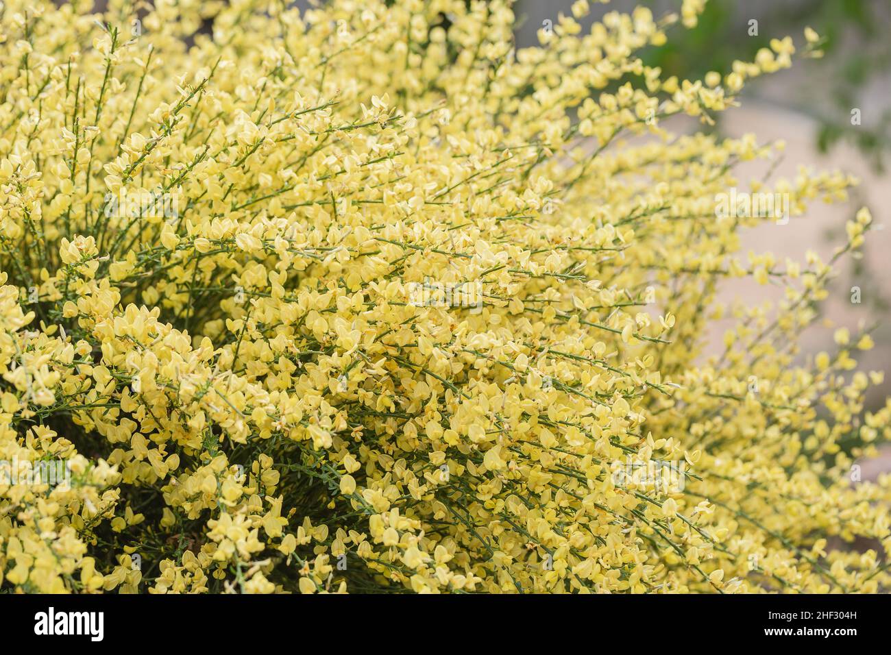 Blühende Äste von Buschbesen oder citisus praecox Strauch im Park. Frühlingshintergrund mit gelb blühenden Pflanzen. Nahaufnahme, weicher selektiver Fokus Stockfoto