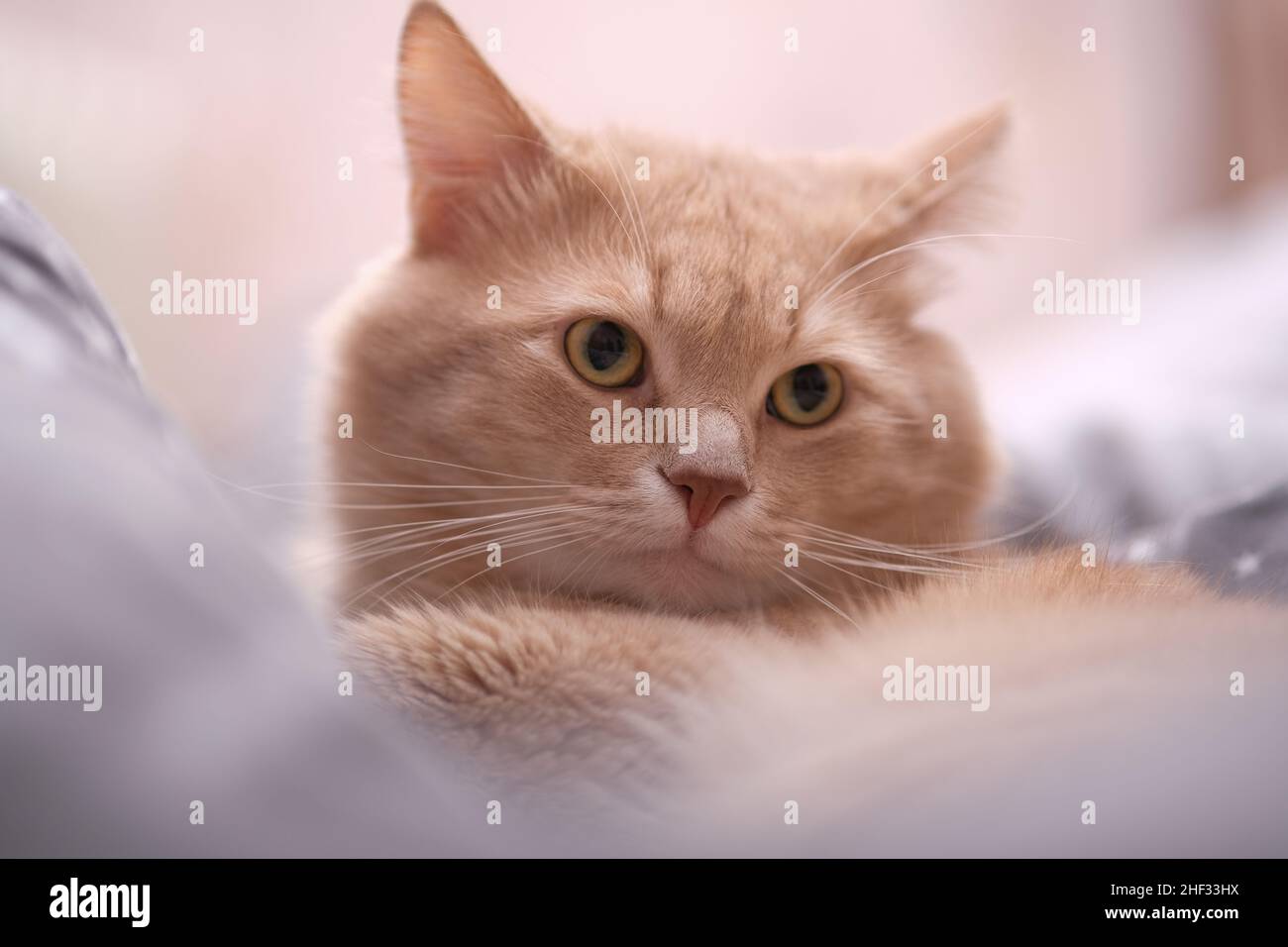 Flauschige Ingwerkatze auf einem grauen Bettüberwurf. Stockfoto