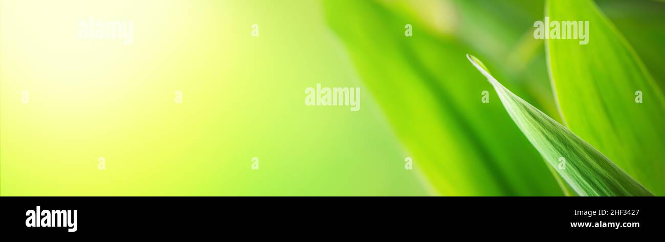 Grünes Blatt auf einer Frühlingswiese, selektiver Nahaufnahme. Natürliches Banner mit freiem Platz für Text Stockfoto