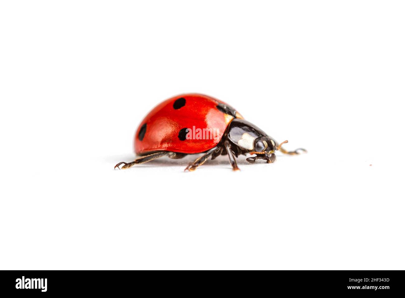 Marienkäfer mit sieben Flecken, Coccinella septempunctata, Makrofotografie, extreme Nahaufnahme, isoliert auf weißem Hintergrund Stockfoto