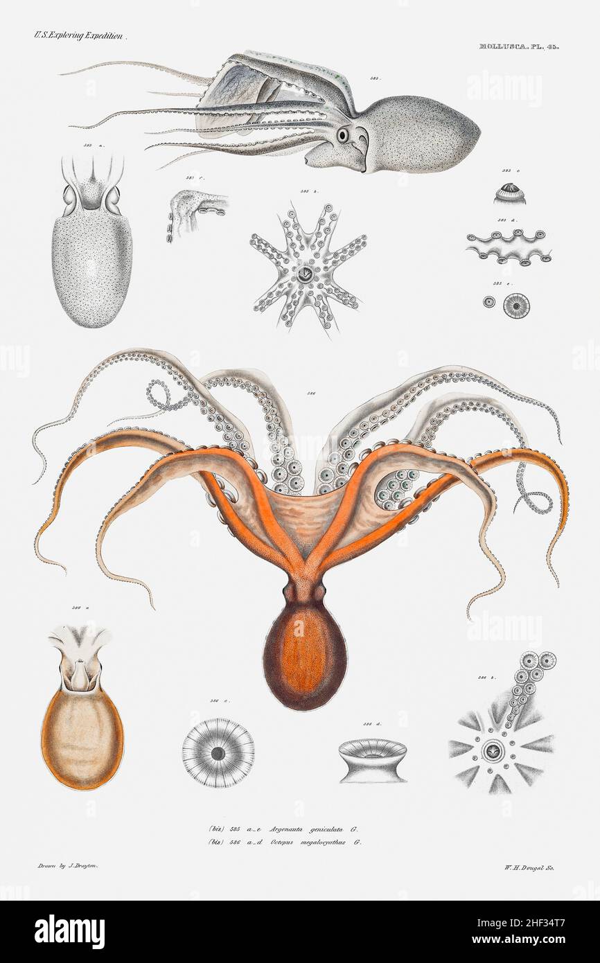 Roter Oktopus und eine argonaut-Illustration von Molluska & Shells von Augustus Addison Gould Stockfoto