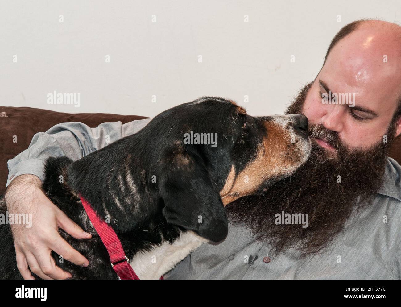 Greater Swiss Mountain Dog küsst seinen Besitzer in St. Louis Missouri Stockfoto