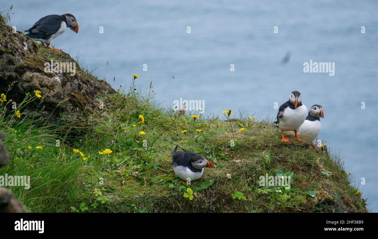 Der wunderschöne isländische Papageientaucher im Kap Dyrholaey, Südisland Stockfoto