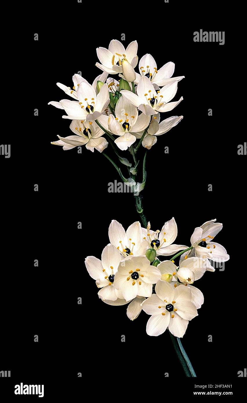 Ornithogalum arabicum Stern von Bethlehem auf schwarzem Hintergrund. Eine bauchige Staude, die im Frühsommer weiße Blüten hat und frostweich ist. Stockfoto