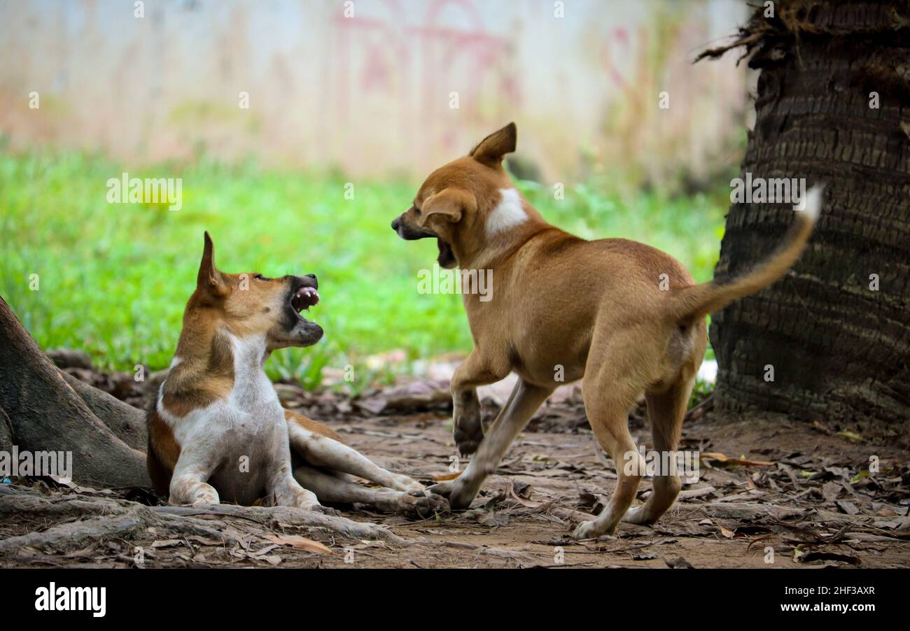 Zwei Hunde kämpfen gegeneinander. Hundekinder spielen. Stockfoto