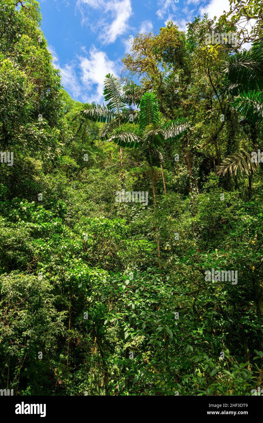 Feuchter tropischer Regenwald im Corcovado Nationalpark, Costa Rica. Stockfoto