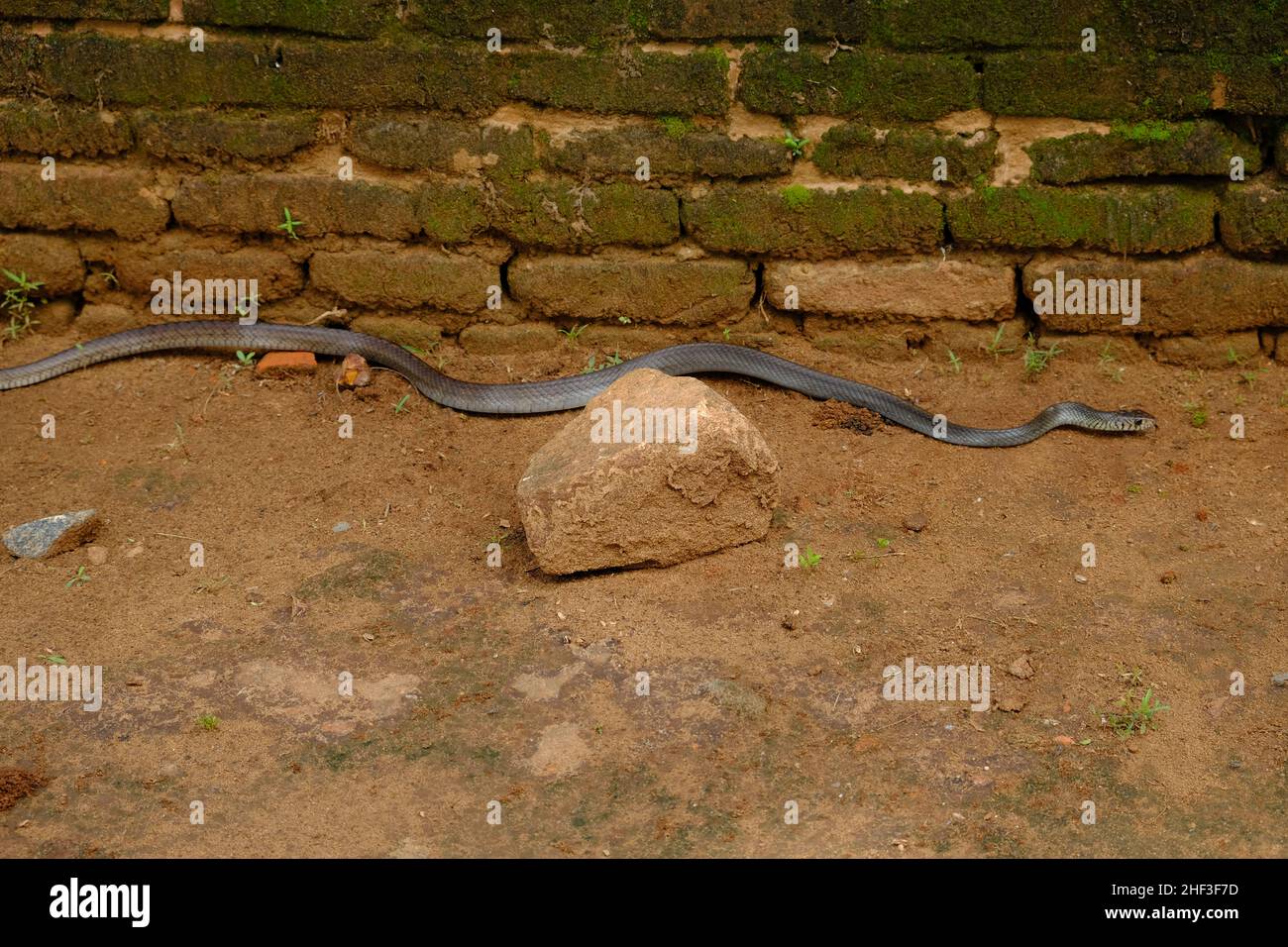 Sri Lanka Mihintale - giftige Schlange Stockfoto
