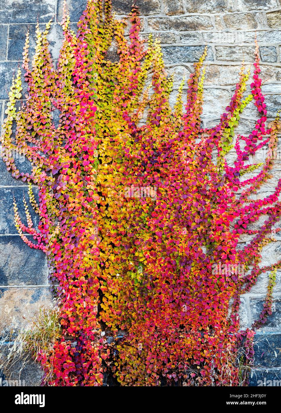Efeu bedeckte Steinwand in wunderschönen Herbstfarben Stockfoto