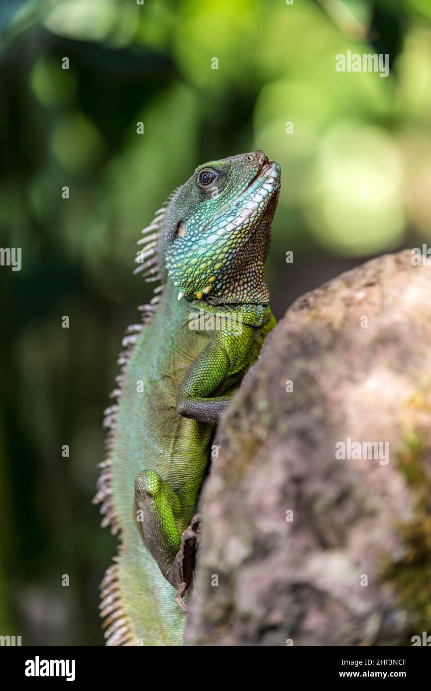 Eidechse auf einem Felsen in der tropischen Bereich Uhren die Szene Stockfoto