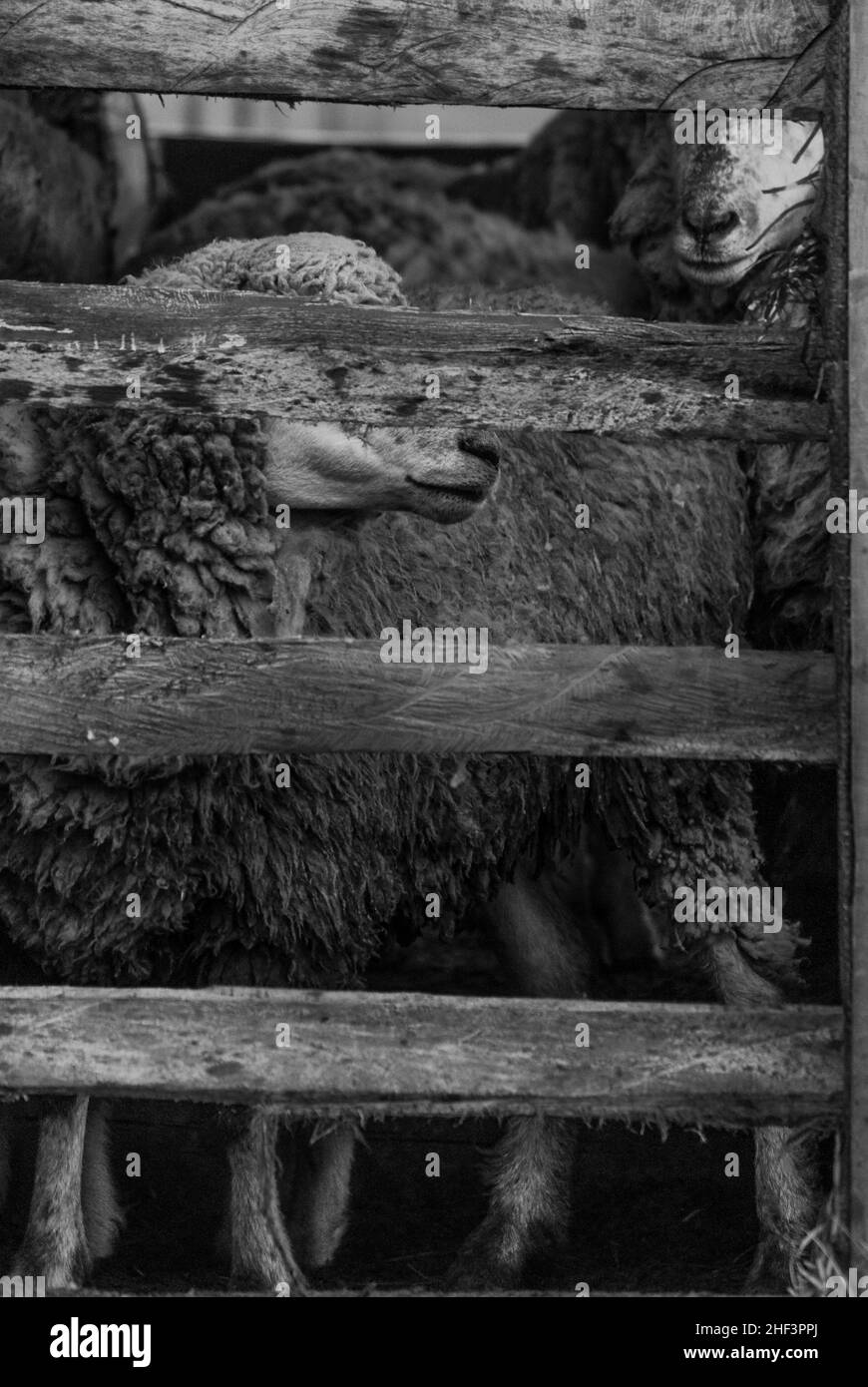 Schafe auf einem Bauernhof verpannt und eingesperrt Stockfoto