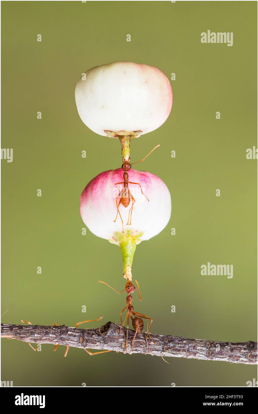 Schöne Ameisen in einem Park in Ho Chi Minh City Stockfoto