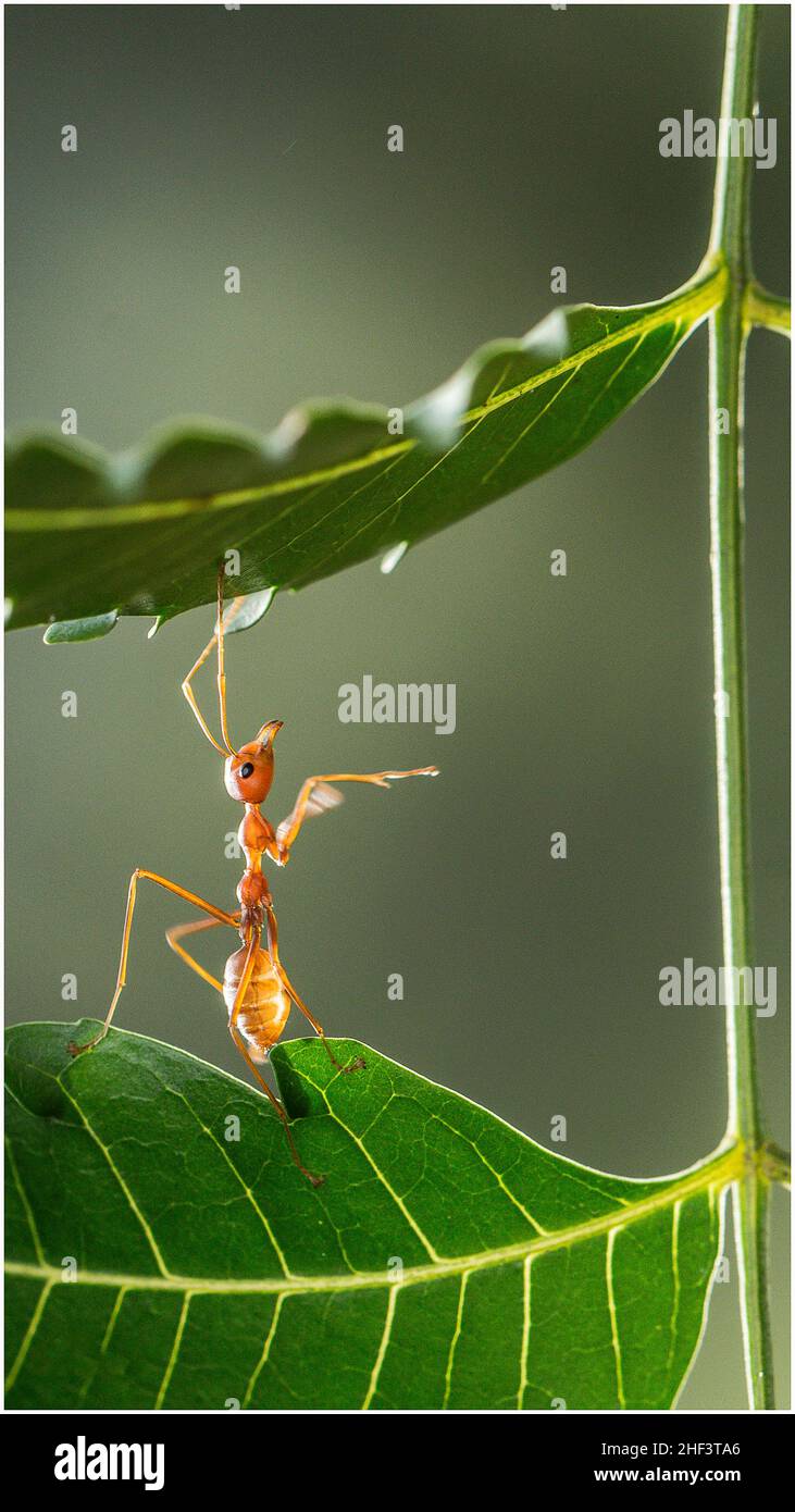 Schöne Ameisen in einem Park in Ho Chi Minh City Stockfoto