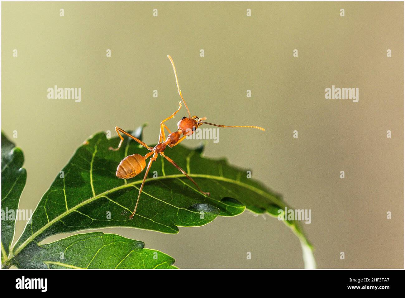 Schöne Ameisen in einem Park in Ho Chi Minh City Stockfoto