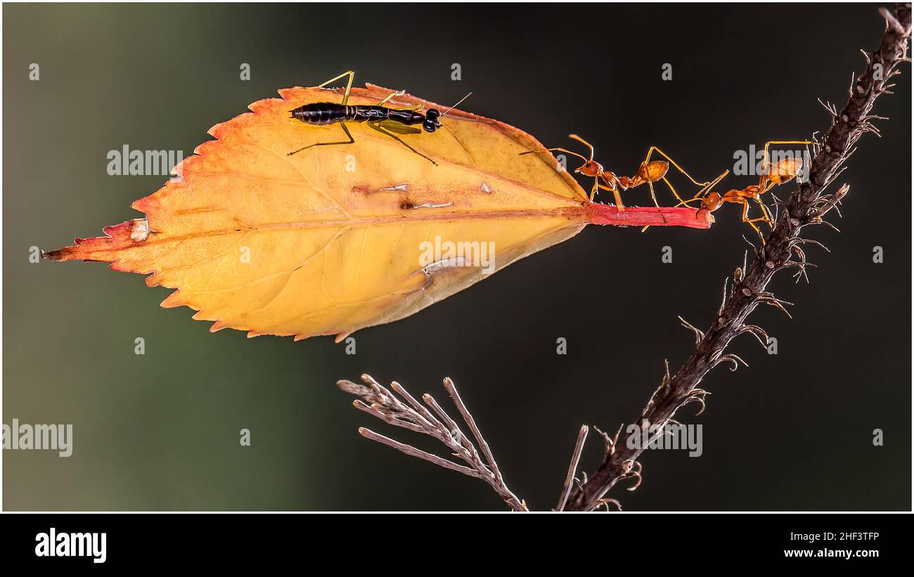 Das Leben von kleinen Insekten im Park in Ho Chi Minh Stadt Stockfoto