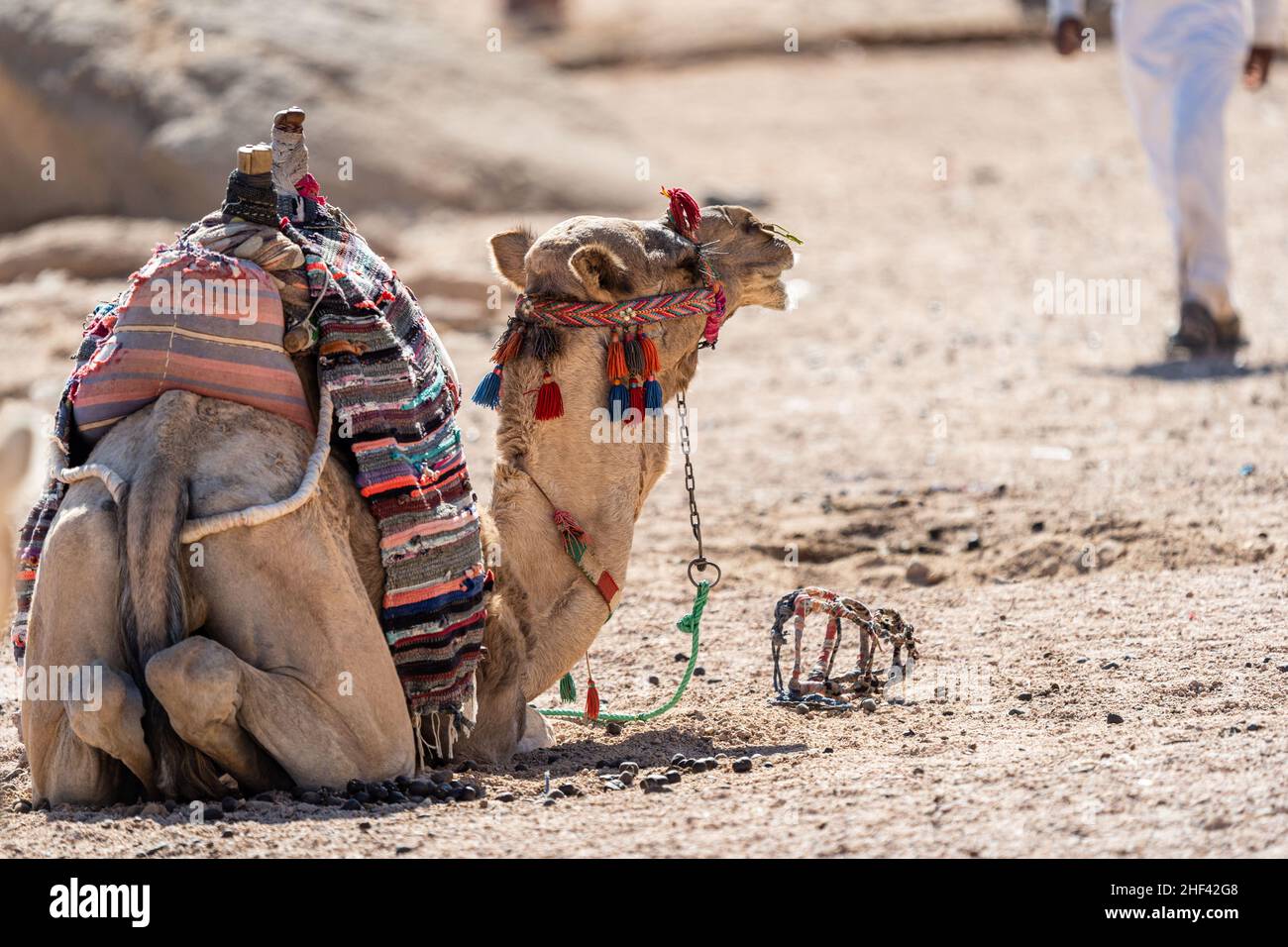 Kamel in der Wüste von Ägypten. Tiermissbrauch. Tierschutzkonzept. Stockfoto