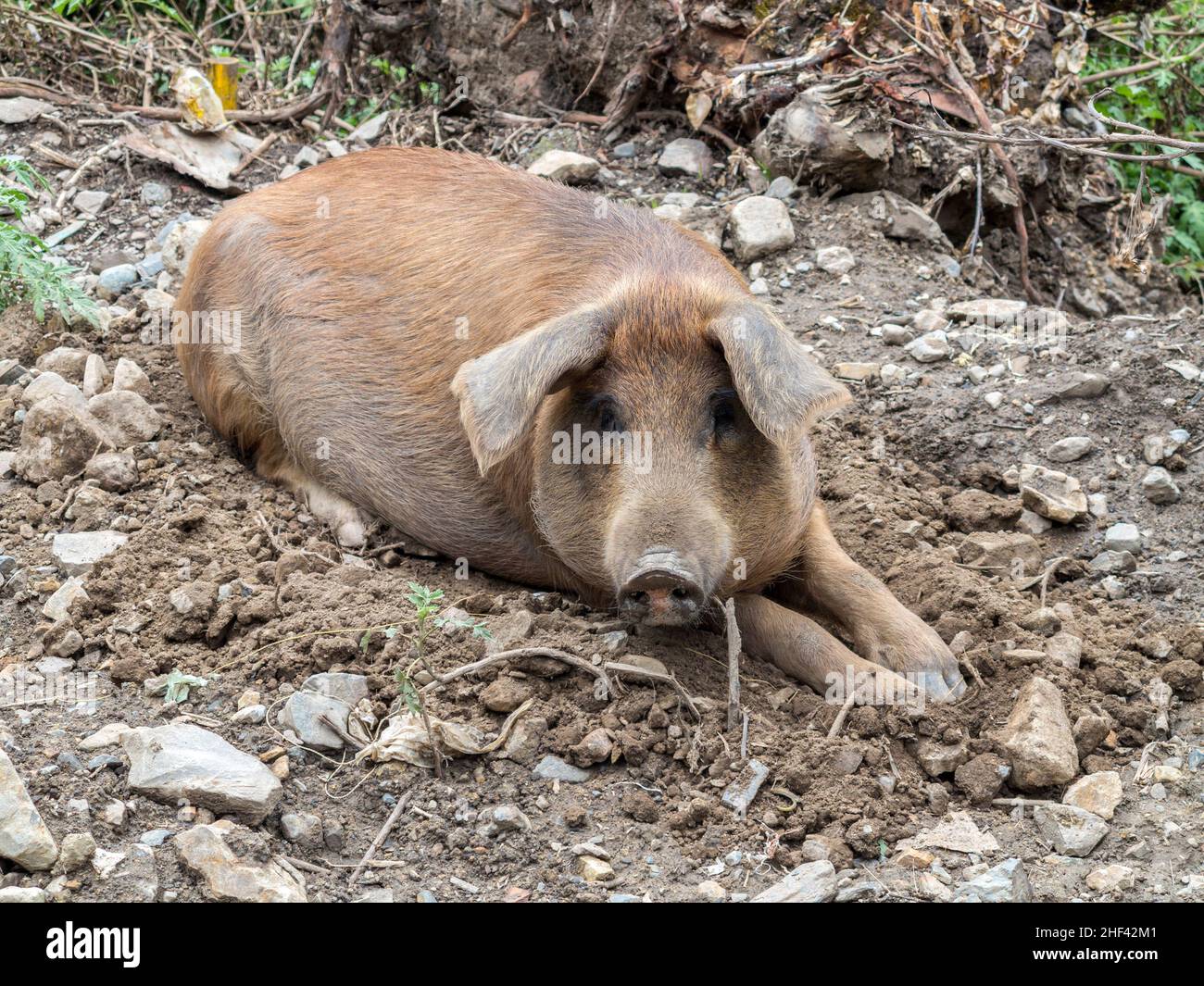 Detail der dreckigen Schwein in der Umgebung im Freien Stockfoto