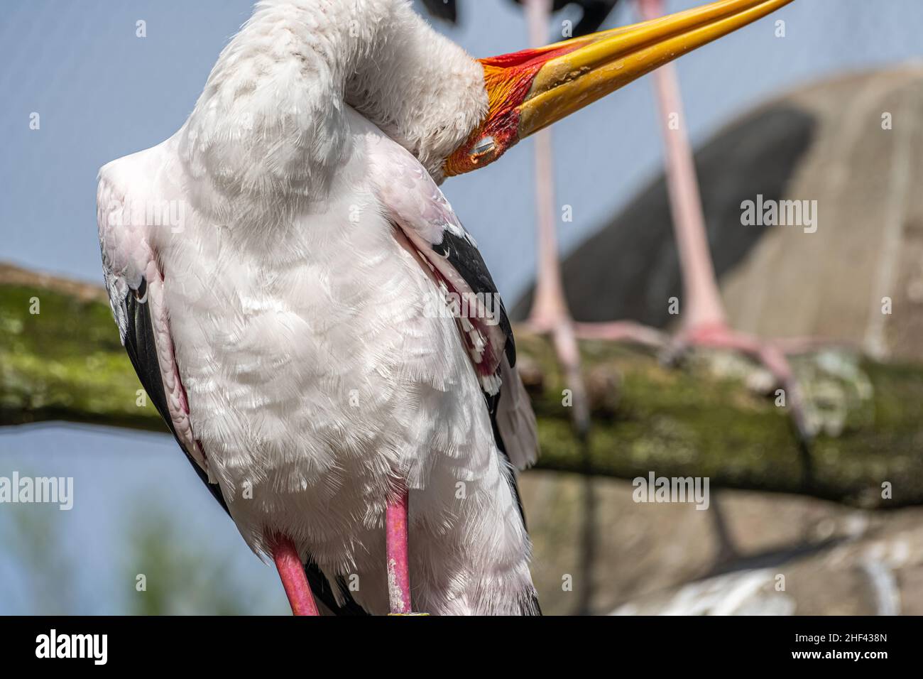 Gelbschnabelstorch (Mycteria ibis) reibt sich in der Vogelgrippe des River Valley im Jacksonville Zoo and Gardens in Jacksonville, Florida, den Kopf. (USA) Stockfoto