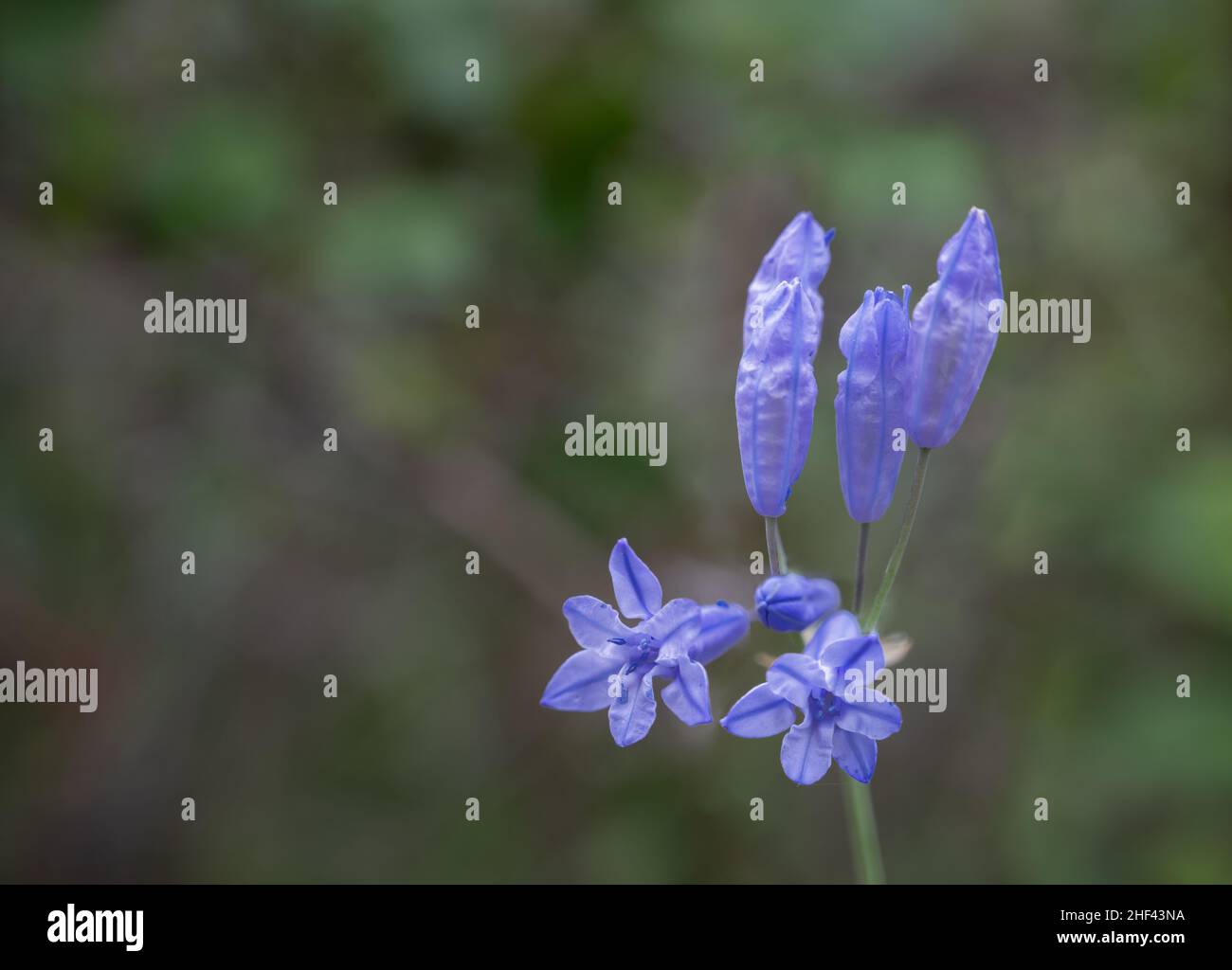Violette Dreililie, wilde Hyazinthe, Wildblume Stockfoto
