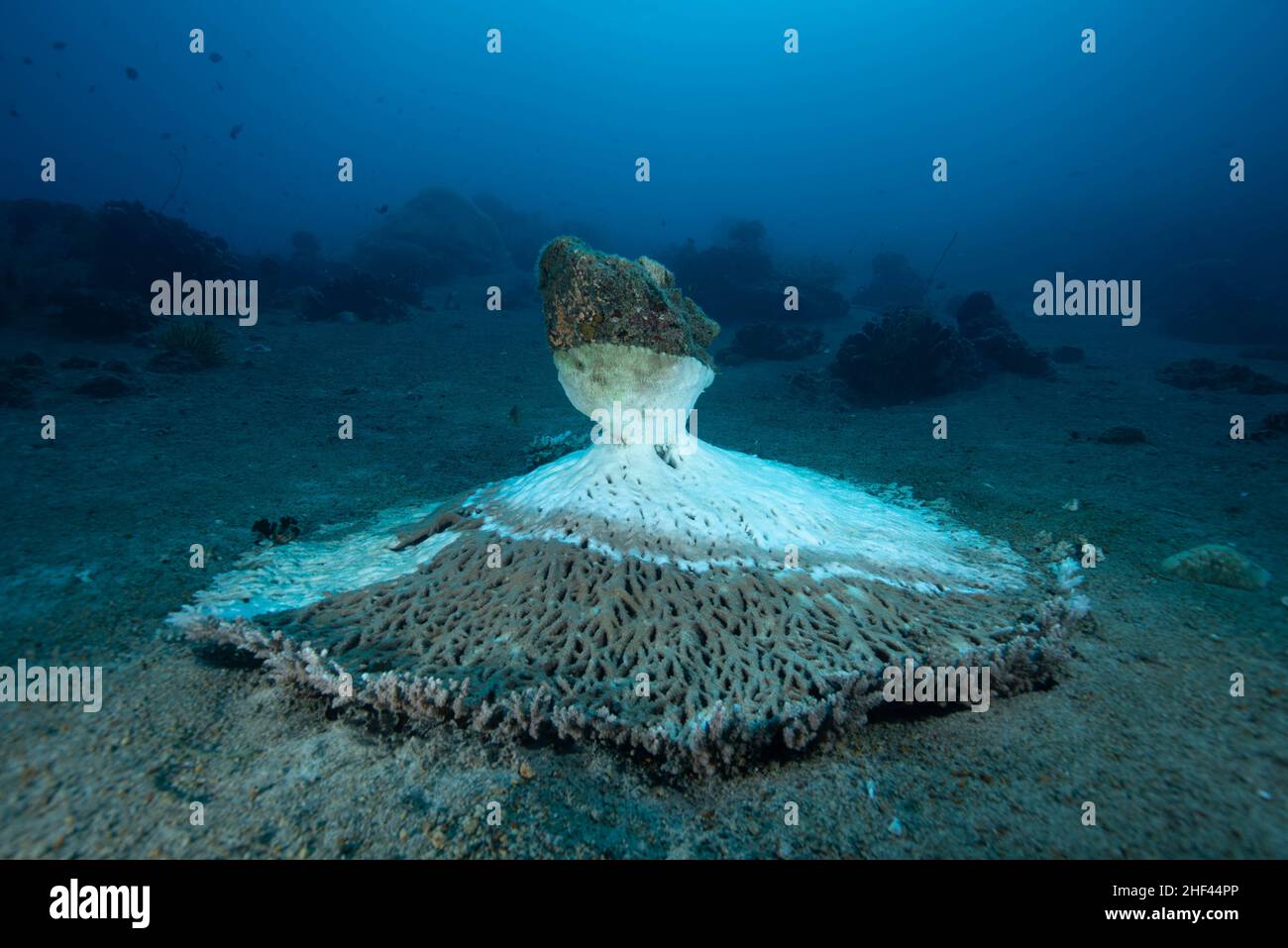 Gestürzte Koralle nach dem Taifun Stockfoto