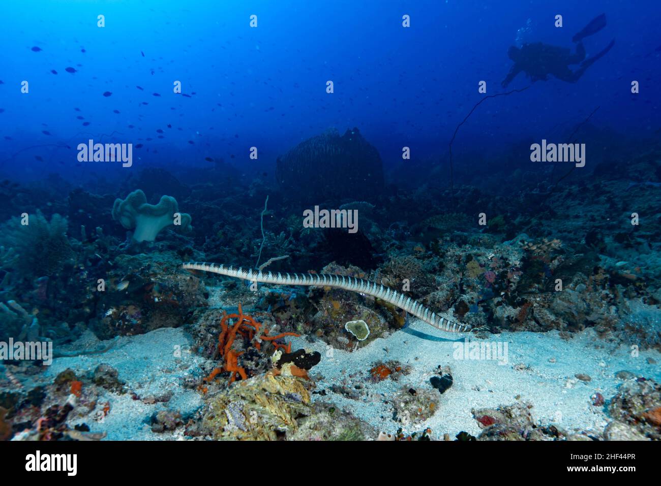 Chinesische Meereskrait laticauda semifasciata Stockfoto