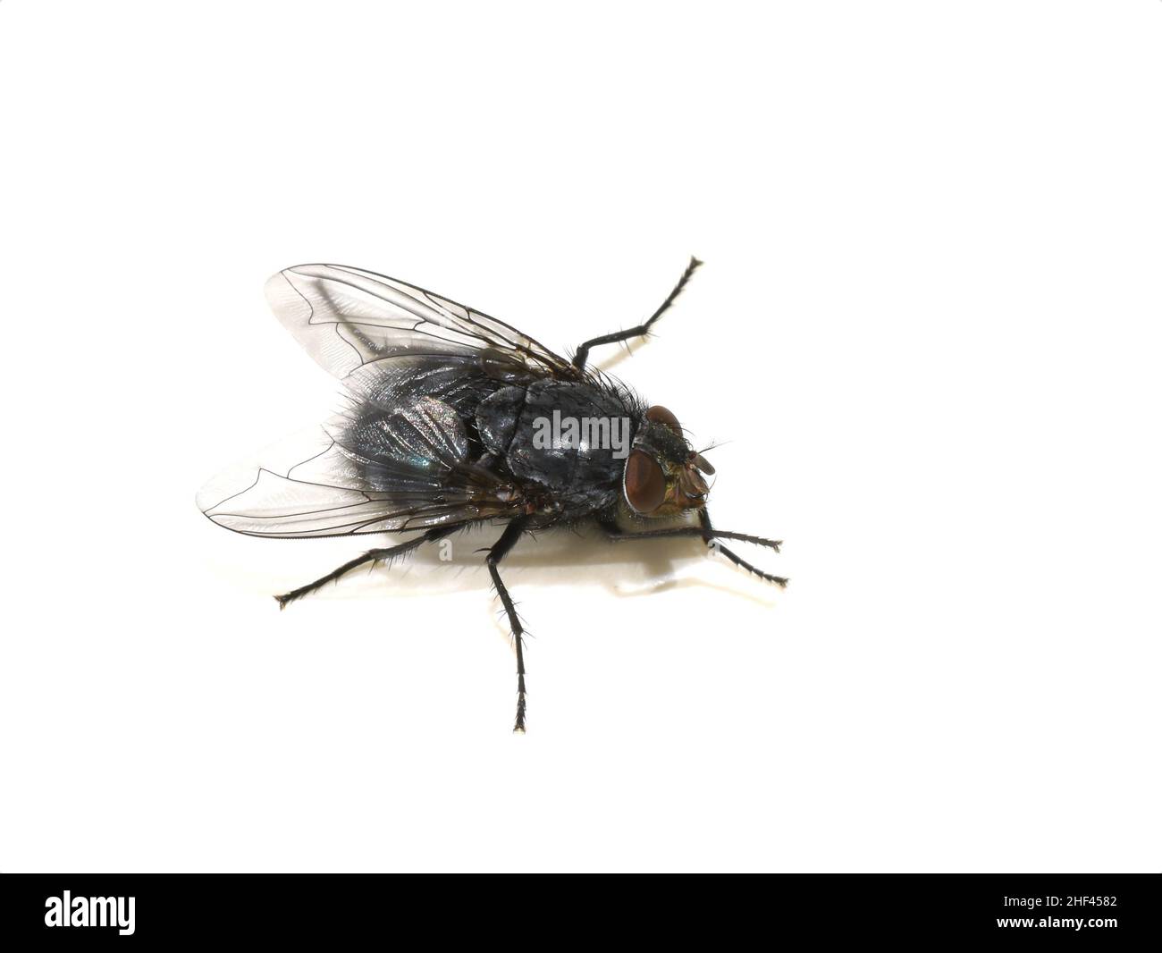 Nahaufnahme auf haariger Calliphora-Blasfliege isoliert auf weißem Hintergrund Stockfoto