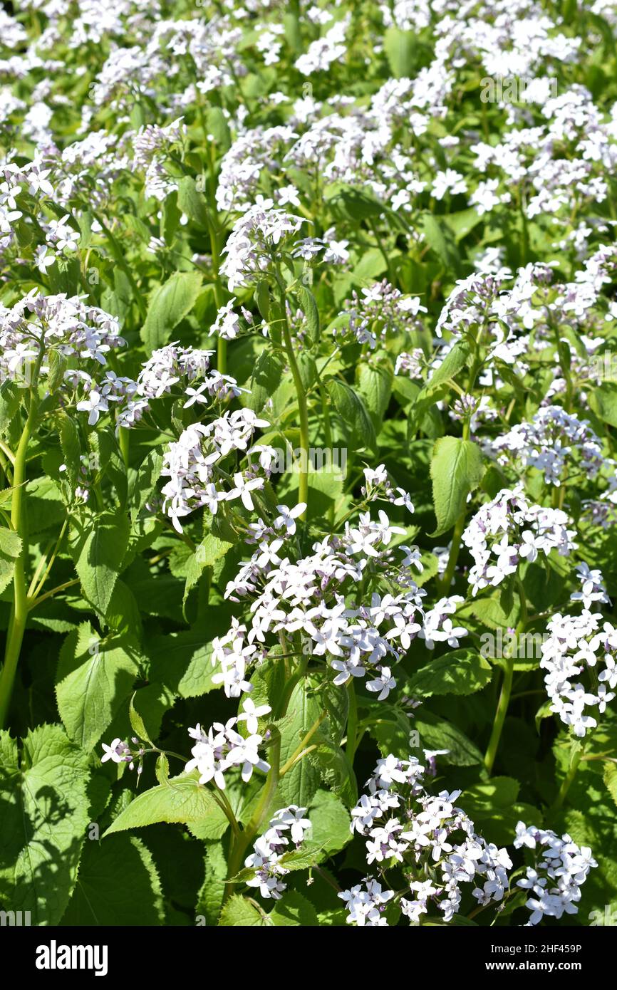 Mehrjährige Ehrlichkeit Lunaria redeviva blass lila Blüten im Frühjahr Stockfoto