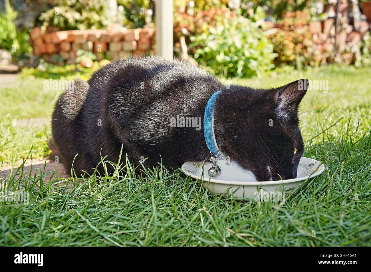 Schwarze Katze mit einem Kragen, die an einem sonnigen Tag aus einer Schüssel im Garten frisst Stockfoto