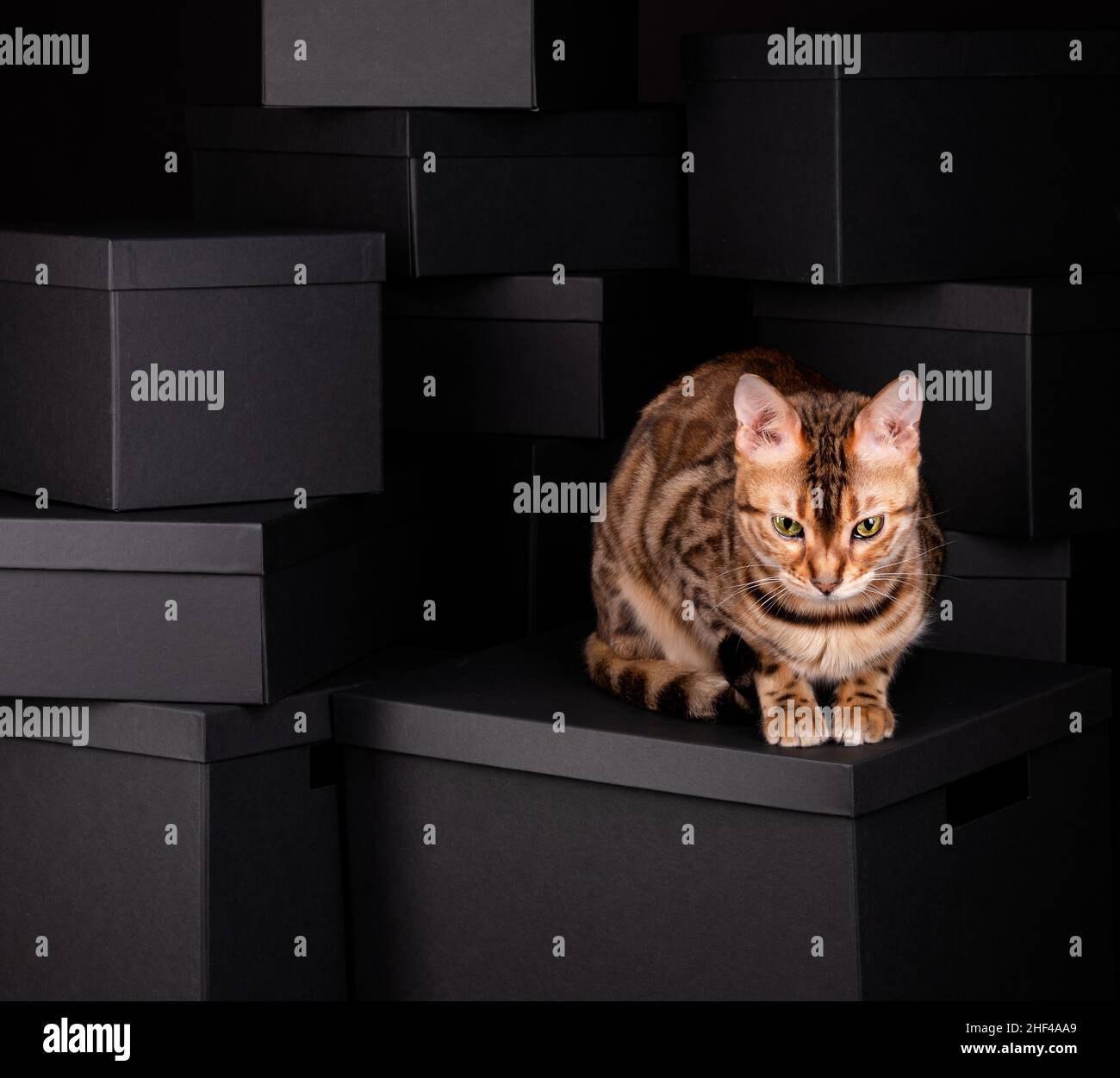 Eine verspielte bengalische Katze mit auffälligen Markierungen sitzt auf schwarzen Kisten in einem Studio und zeigt ihre agile und neugierige Natur. Stockfoto