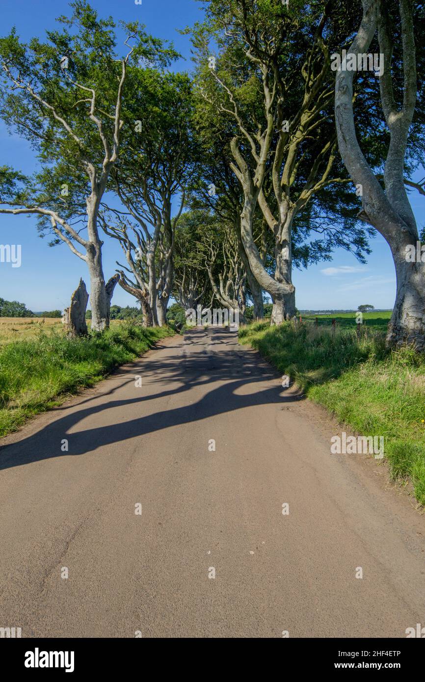 The Dark Hedges, eine Allee aus Buchen entlang der Bregagh Road in der Grafschaft Antrim, Nordirland Stockfoto