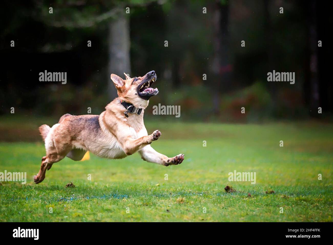 Running German Shepherd draußen auf grünem Gras jagen etwas in der Luft Stockfoto
